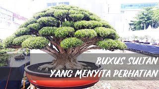 EXTRA LARGE BUXUS HARLANDII BONSAI  BUXUS HARLANDII SUPER MEWAH HADIR DI PAMNAS MEDAN BONSAI REBORN [upl. by Siahc]