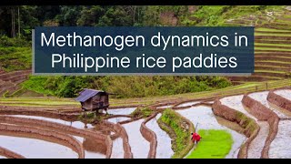 Multiomics analysis of the methanogenic microbiome in Philippine rice field soil [upl. by Remo655]