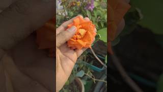 💯Winter 🔥 Coming Essential Rose Plant Care Tips to Prepare BeforeWinterorganicgardening shortsfeed [upl. by Enileuqaj]