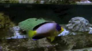 Multicolor Dwarf Angelfish [upl. by Nnarual338]