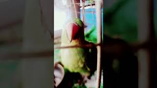 quotAta Gache Tota Pakhiquot Parrot [upl. by Star]