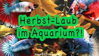 Herbst Laub im Aquarium  WELCHE   Kampffischdame [upl. by Uni]