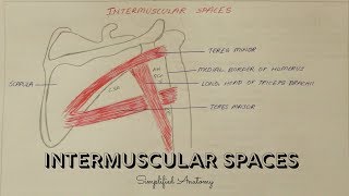 INTERMUSCULAR SPACES  ANATOMY  SIMPLIFIED ✔ [upl. by Ciardap798]