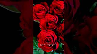 Gorgeous Red Roses Good Morning roses trending roseflower redrose [upl. by Sucerdor432]