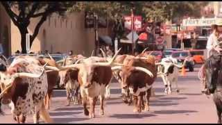 Ft Worth Cowtown Cattle Drive [upl. by Nowujalo56]