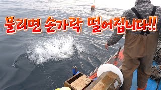 너무 맛있어서 문제가 많은녀석  수심 200미터에서 끌어올려보자 Snow crabs caught in Korea [upl. by Dewie]