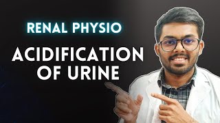 Acidification Of Urine  Renal Physiology amp Biochemistry [upl. by Bible]