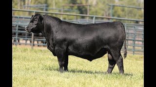 Lot 70  Montana Outcross 2284 [upl. by Nivets]