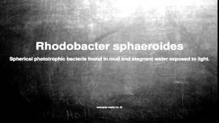 Medical vocabulary What does Rhodobacter sphaeroides mean [upl. by Paucker]