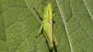 Shorthorned Grasshopper Acrididae on Leaf [upl. by Betthel]