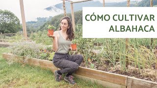 Como CULTIVAR ALBAHACA en casa [upl. by Germano899]