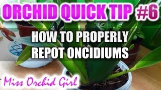 Orchid Tip 6  How to properly repot an Oncidium [upl. by Ynnahc]