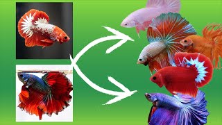 Betta Fish Cross Breeding Tail Types With Results [upl. by Lebatsirhc]