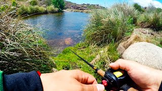 PESCA de TARARIRA con SEÑUELO en CORDOBA  Tarucha GRANDE [upl. by Plank]