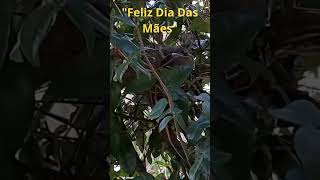 Feliz Dia Das Mães [upl. by Revorg]