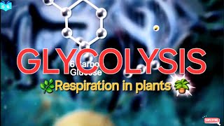 Glycolysis respirationinplants class11 neet2025 biology [upl. by Tri]