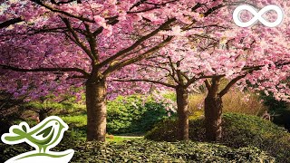 Beautiful Relaxing Music • Romantic Japanese Music for Relaxation [upl. by Fiorenza]