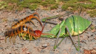 Amazing Green Mantis knock down Centipede  Ivm Reptile Story [upl. by Rupert278]