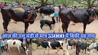 Ainkho Pashu MandiHf Cow Market Jersey CowBihar Pashu Mandi [upl. by Lorraine]