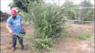 Pruning Acerola  Barabados Cherry Tree Malpighia emarginata [upl. by Vincenty]