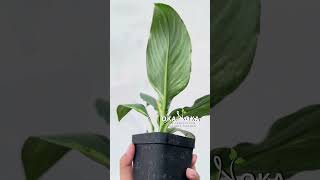 Spathiphyllum Sensation Variegated  OKANOKACOM  Selling Tropical Plants amp Houseplants [upl. by Yttisahc]