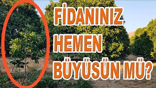 MEYVE FİDANLARINIZI HIZLI BÜYÜTMEK İÇİN BUNU YAPIN [upl. by Patrizius937]