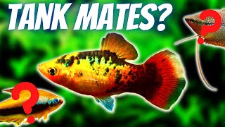 Platy Fish Tank Mates 10 Fish You Can Keep With Platies [upl. by Wettam]