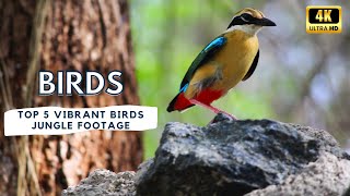 5 Most Beautiful Birds In 4k thehowtoacademy 4kbirds naturelovers [upl. by Karub569]