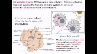 Intracellular growth of Mycobacterium tuberculosis [upl. by Alistair287]