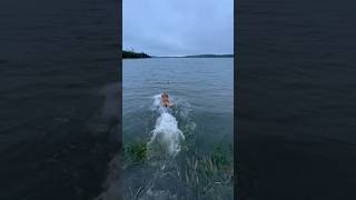 TOLLER PUPPY WATER RETRIEVE  DUCK DOG TRAINING  shorts gundog toller nsdtr duckhunting dog [upl. by Tirreg]