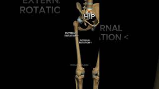 Lower limb movements lowerlimb lowerlimbanatomy anatomy [upl. by Adnilav]