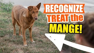 HOW to RECOGNIZE TREAT and PREVENT MANGE🐶 [upl. by Meagher]