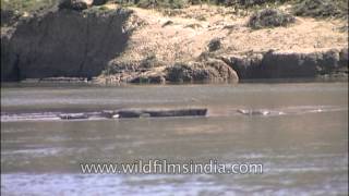 Gharials swimming at the National Chambal Gharial Wildlife Sanctuary [upl. by Athiste]