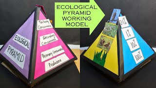 Ecological Pyramids in Ecosystem project model  Food Pyramid model  Exhibition model for school [upl. by Nylrats]