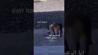 الزعيم أكبر مياوي😹 دبلجةمضحكة ضحك اكسبلور السعودية mykingo كوميديا funny دوبلاج قطط cat [upl. by Mclaughlin]