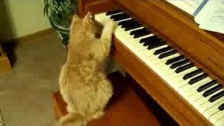 My Cat Playing the Piano [upl. by Mcwherter]