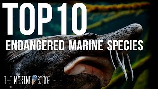 TOP 10 ENDANGERED MARINE SPECIES [upl. by Ennaylil]