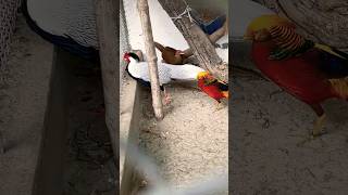 Pheasant animals pet farming farmlife [upl. by Nahsar538]