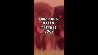 Which Dog Breed Matches YOU [upl. by Daas]