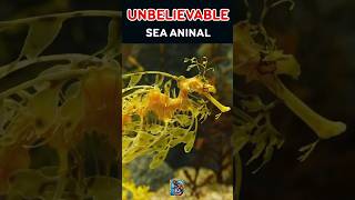 “Top 3 Weirdest Animals Mola Mola Blobfish Leafy Sea Dragon [upl. by Analram977]