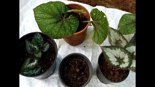 Grow Rex begonia from Root Cuttings Rex Begonia PropagationRepotting Rex Begonia care tips [upl. by Yenalem]