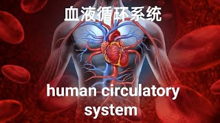 hot topic  F4 bio human circulatory system 人类血液循环系统 中文版］ [upl. by Ettereve]