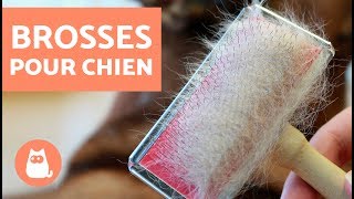 Type de brosses pour chien  À découvrir vite [upl. by Joe831]