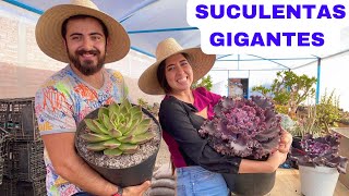 SUCULENTAS GIGANTES en su NUEVA MACETA TRANSPLANTE [upl. by Netta146]