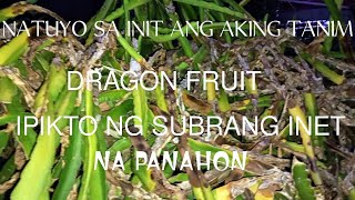 IPIKTO NG SUBARANG INET NATUYO ANG AKING DRAGON FRUIT [upl. by Yerahcaz]