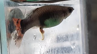 Pregnant Guppy Let Your Guppy Give Birth step by step guide 90 works all the time [upl. by Mehcanem]