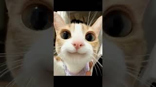 Funny cat actions cat catlover cutefunny [upl. by Kessel]