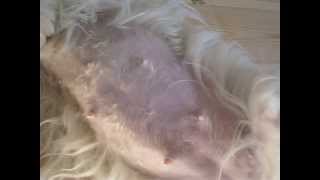 Full of puppy life in the stomach 53 days of pregnancy  Coton de Tulear [upl. by Kcirtemed]