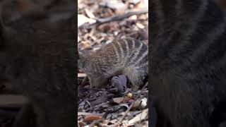 Numbat  Myrmecobius fasciatus [upl. by Adyela]