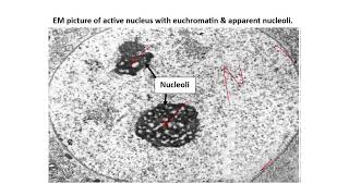 PRACTICAL HISTOLOGY 5 Nucleus [upl. by Cissiee]